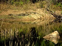 Indian Crocodile in the Lake of Bannerghatta National Park
