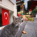 A tabby cat in Fatih, Flag of Turkey in the background.