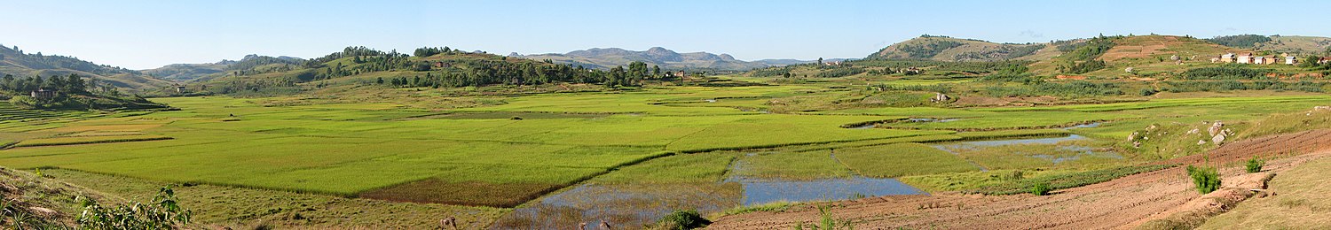 Rice fields