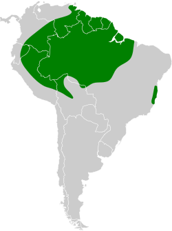 Distribución geográfica de la plañidera cenicienta.