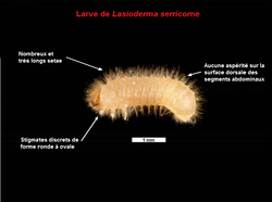 Une larve de Lasioderma serricorne