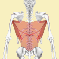 広背筋。半透明の赤色で示す。胸郭は第10, 11, 12肋骨を除いて透明にしてある。