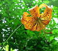 Turk's Cap Lily (Lilium superbum)