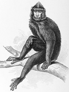 Description de l'image Macaca nigrescens.jpg.