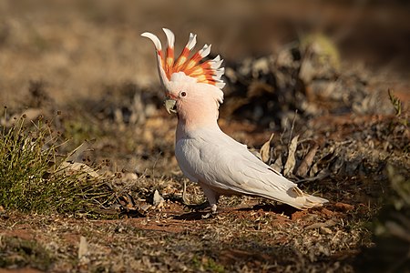 Pink cockatoo, on foot, by JJ Harrison