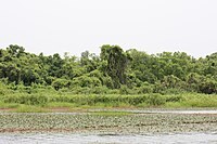 A pond with trees in the back