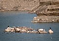 Migratory birds at Kaushalya Dam (Dec. 2015)