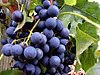 Mondeuse grapes growing in Savoie