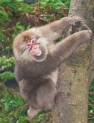 Tibetan macaque