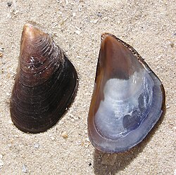 Conchas de Mytilus galloprovincialis.