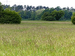 Wiesenniederung („Im Vorderen Stenglich“) mit Glatthafer und Klappertopf