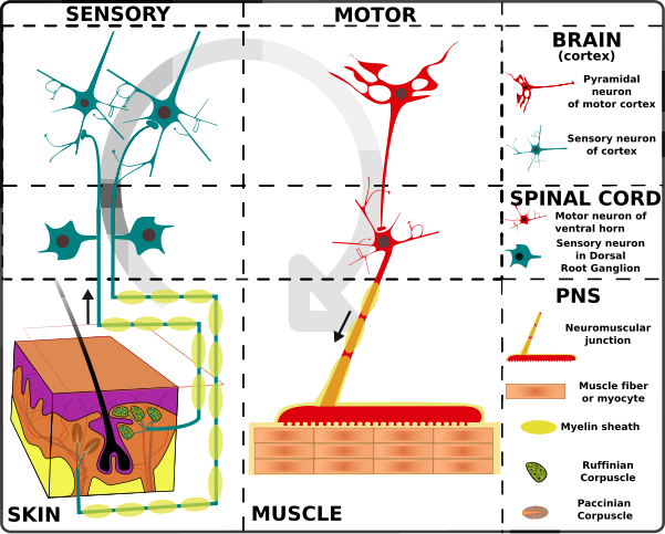 Nervous System Organization - The Motor and Sensory Systems