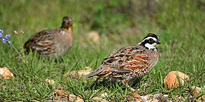 Northern Bobwhite (Colinus virginianus), male right, female left, Colorado County (March 2017).