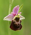 Ophrys holoserica