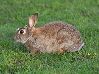 European rabbit (Oryctolagus cuniculus)