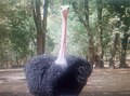 Ostrich at Kano Zoo