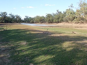 Habitat of Dentella minutissima