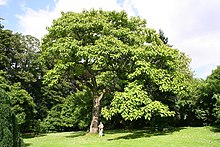 Grand arbre à port étalé