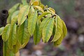 Pereskia grandifolia