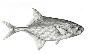 Petrocephalus ansorgii