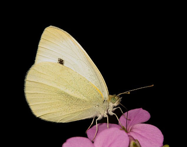 Репница (Pieris rapae).