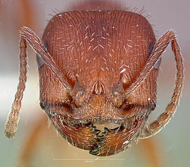 Муравей Pogonomyrmex occidentalis