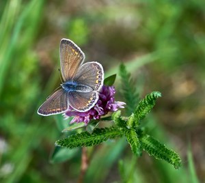 44. Platz: NaturfotografX13 Neu! mit Hauhechel-Bläuling-Weibchen im Landschaftsschutzgebiet Laushalde