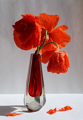 Ramo de papoula-oriental (Papaver orientale) (definição 3 200 × 4 600)