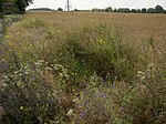 Landschaftsschutzgebiet Potsdamer Wald- und Havelseengebiet