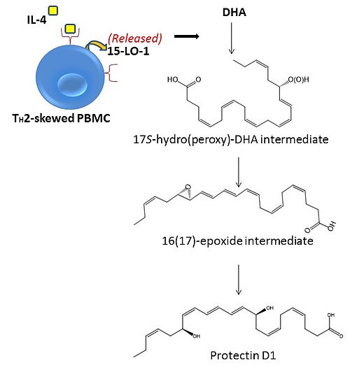 Protectin D1 (PD1) Biosynthesis