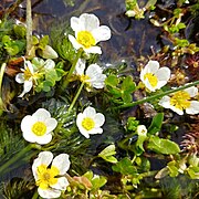 Pinselblättriger Wasserhahnenfuß (Ranunculus penicillatus)