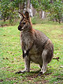 A red-necked wallaby (N. r. banksianus)