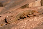 Brown mongoose