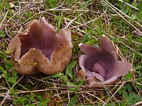 Sarcosphaera coronaria