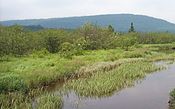 that shrub swamps are transitional between fens and swamps?