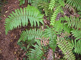 Cyclosorus cyatheoides.