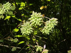 若い果実。1花に約20個つき、紡錘状の痩果になり、両面に縦に翼状の3脈がある。痩果の先端に柱頭が残存し、長さ1mmになり少し内曲する。