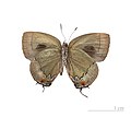 Museum specimen ♂ △ - Ventral side