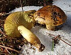 Tricholoma equestre