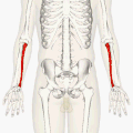 Position of ulna (red). Animation
