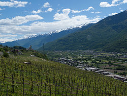 Vignoble dans la Valteline.