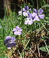 Барвинок малый (Vinca minor)