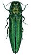 Agrilus planipennis - der Asiatische Eschenprachtkäfer