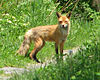 Vulpes vulpes fulvus