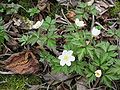 Anemone nemorosa opening