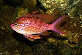 Anthias anthias