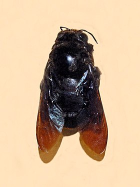 Xylocopa combusta da Ilha Bioko