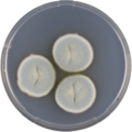 Aspergillus turcosus growing on CYA plate