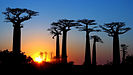 Avenue of the Baobabs, western Madagascar, near Morondava