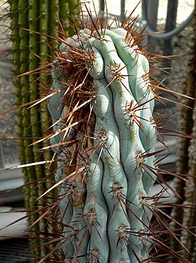 Azureocereus imperator